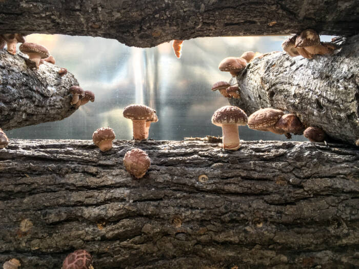 Shiitake mushrooms growing on an inoculated log in an 18' Growing Dome greenhouse