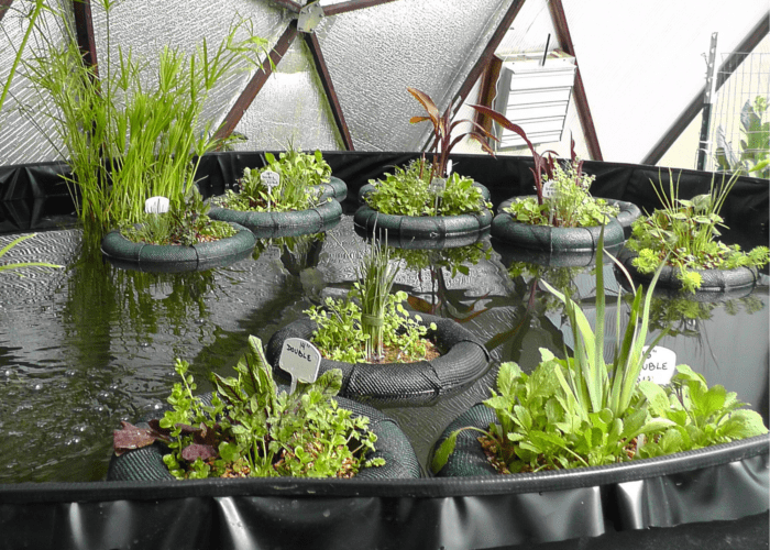 Multiple mini floating gardens in a large greenhouse pond planted with marginal and bog plants, both edible and ornamental