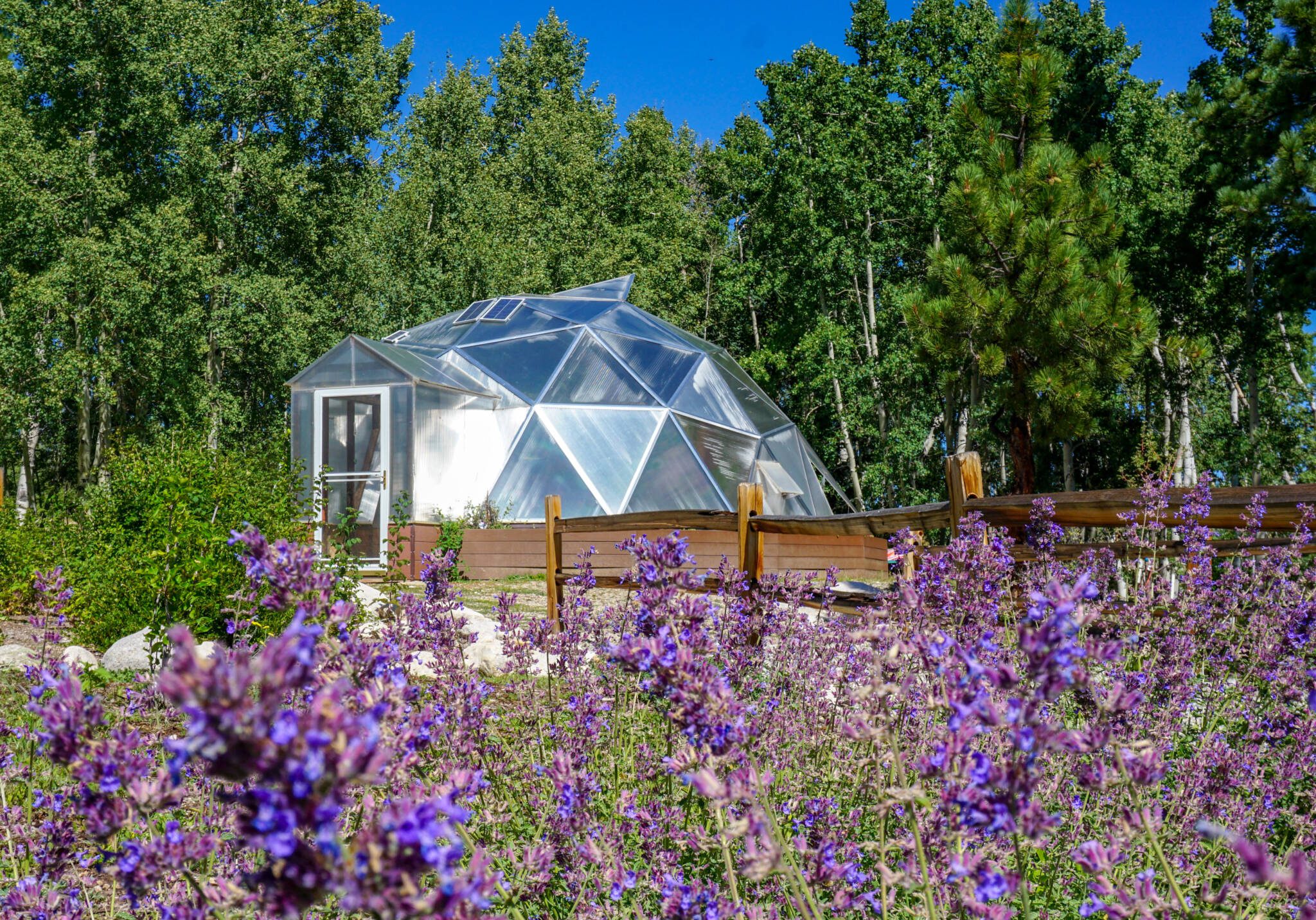 26' Growing Dome Greenhouse in a backyard with purple flowers blooming in the foreground