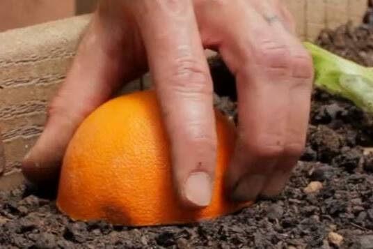 someone pressing half an orange into the soil to trap Roly Poly Bugs