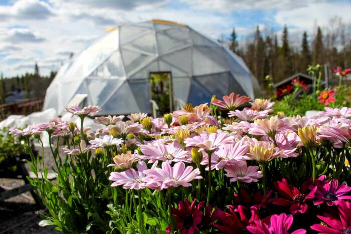daisies blooming in front of a Growing Dome is a great idea for pollinator week