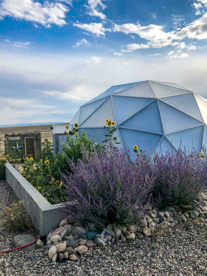 xeriscaped garden in the high desert grows Russian sage, sunflowers and yarrow in a raised bed and gravel paths around a geodesic greenhouse