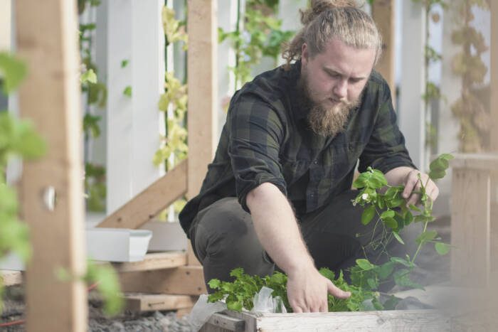 Gardener squatting to harvest food in a greenhouse