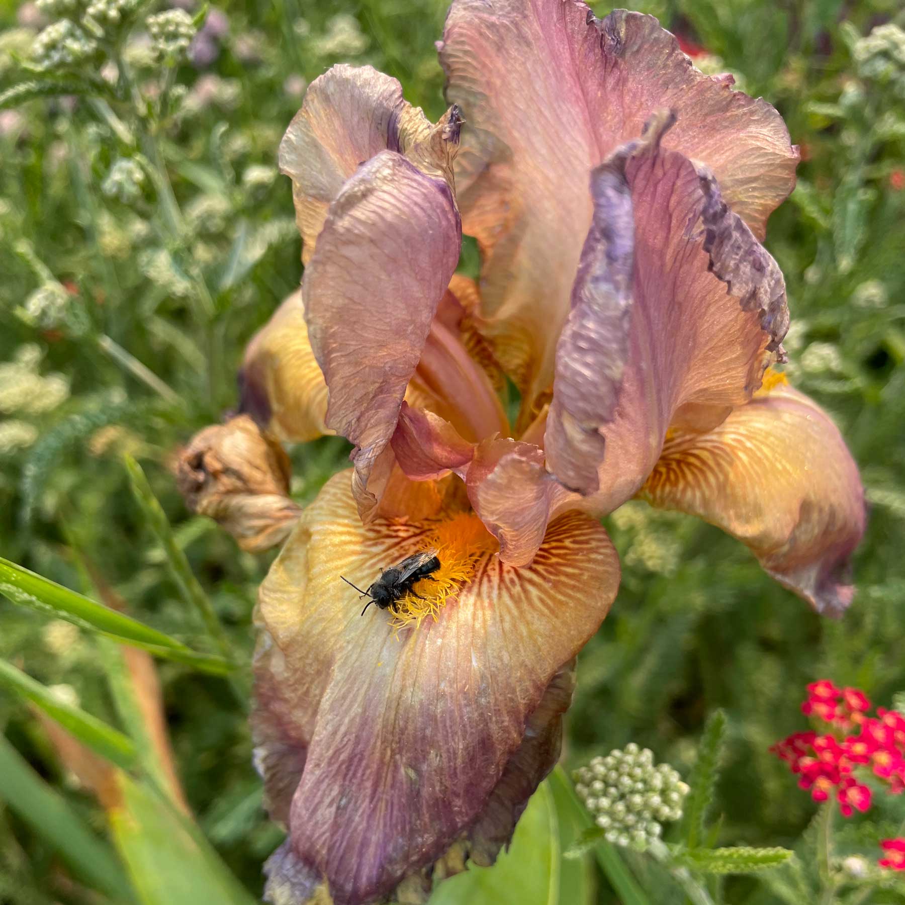 dark colored bee, possibly a mason bee, laying on the beard of an iris with yarrow blooming in the background