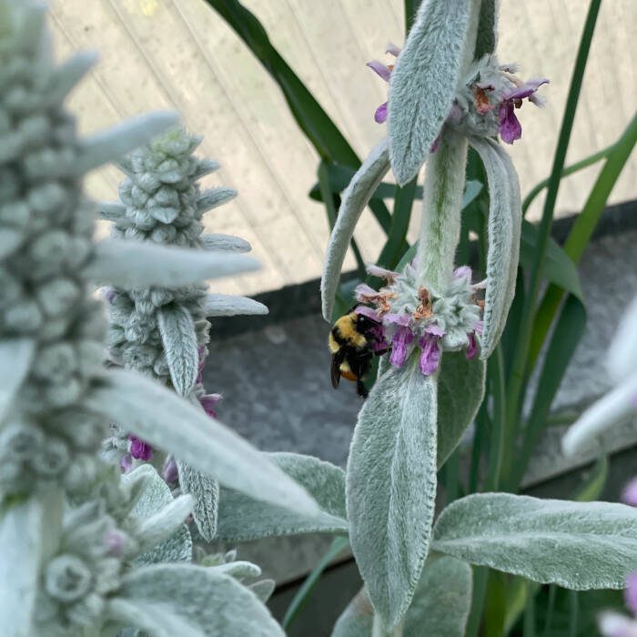 bumble on a lamb's ear flower in a Growing Dome
