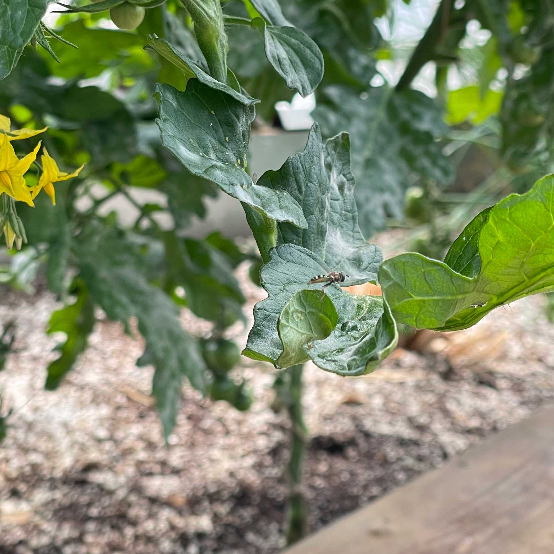hoverfly hovering over a tomato leaf in a Growing Dome, you can see some of the yellow tomato blooms on the left and the raised bed cap in the foreground