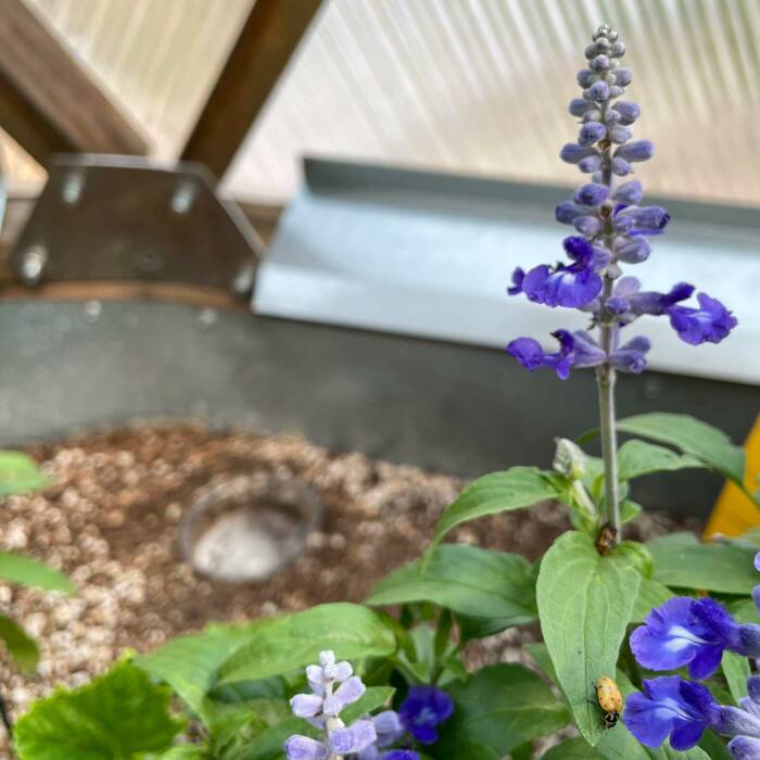 two ladybugs in different stages of pupating on a purple salvia plant inside a Growing Dome