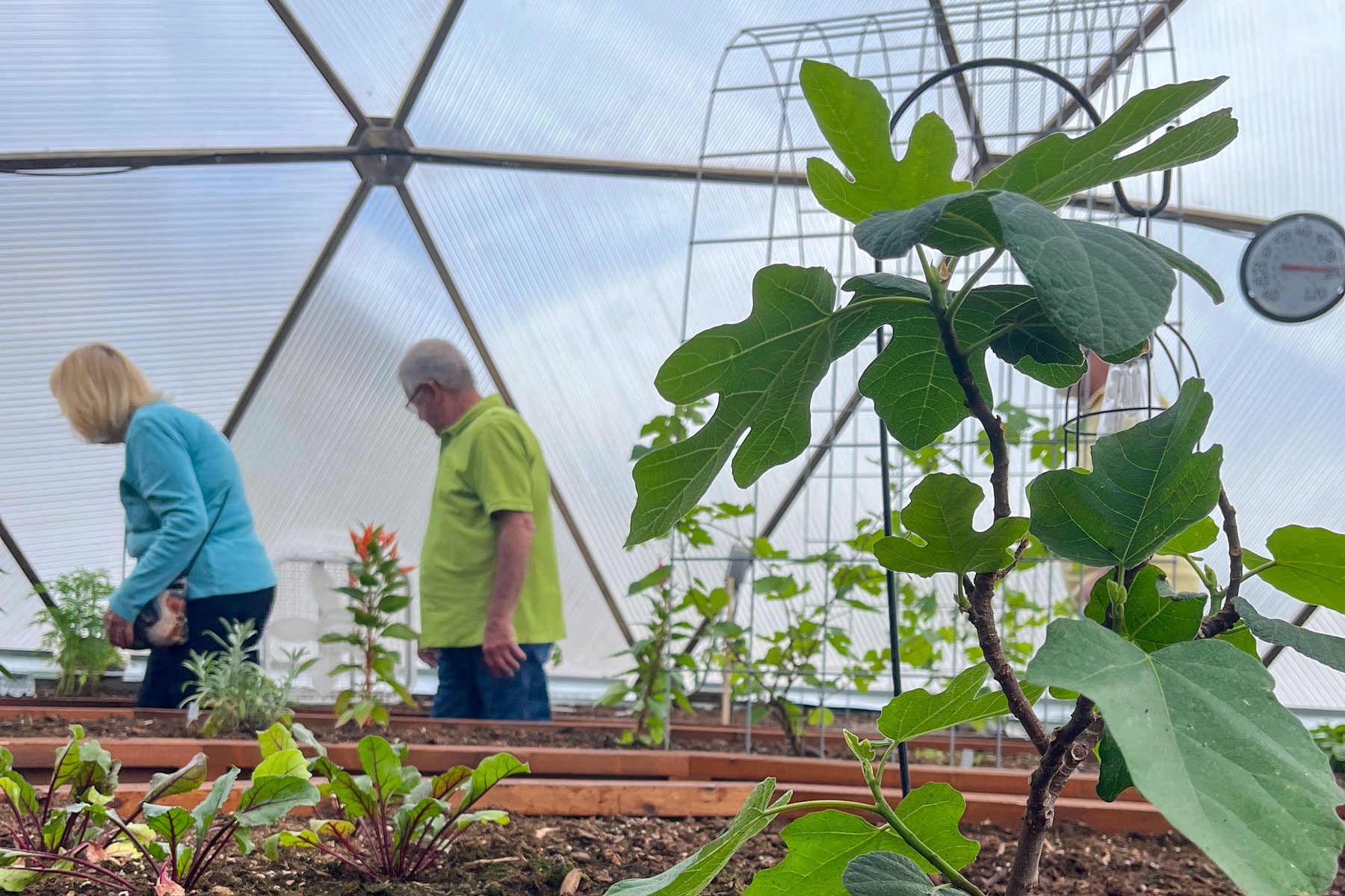 fig tree and garden beds in the foreground inside a growing dome, people in the background looking at the plants